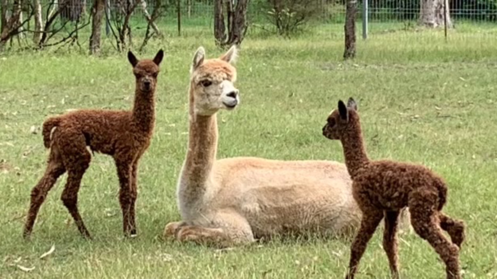 Yoga and Meditation with Alpacas