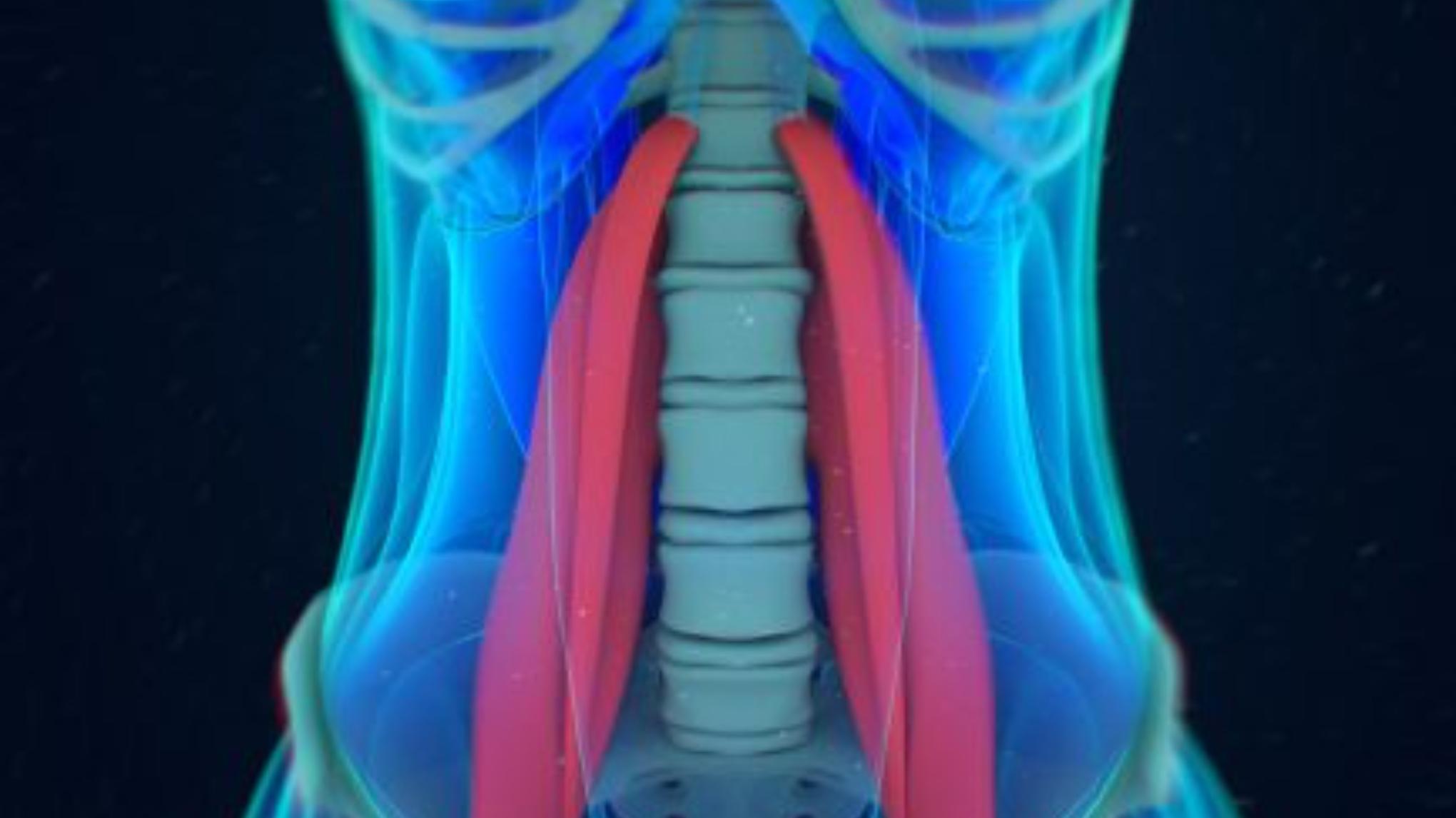 Workshop: Psoas Ontlading