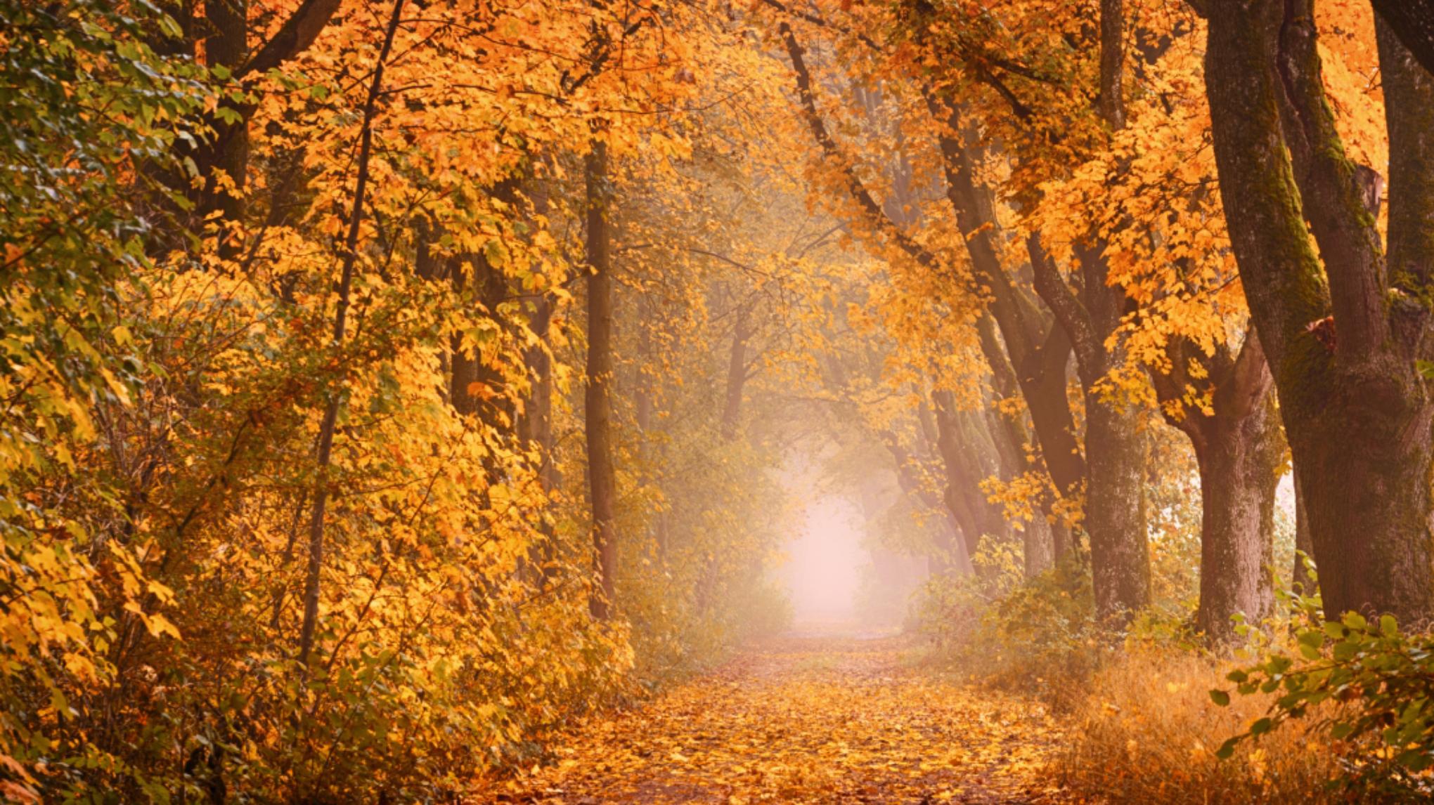 Ontdek je rust - in de herfst