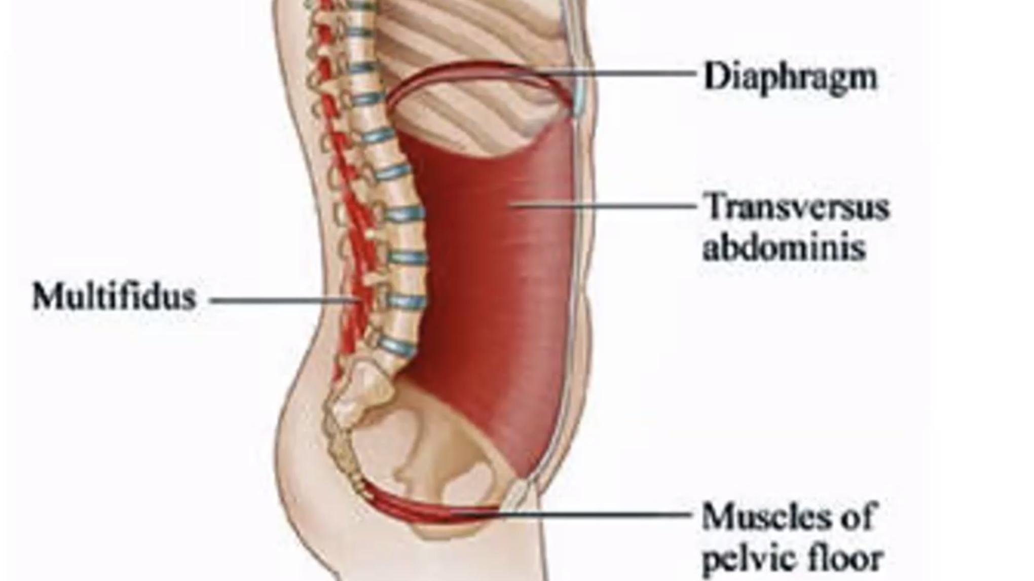 ⭐️ Stage : Anatomie, le centre (Pas de niveau requis)