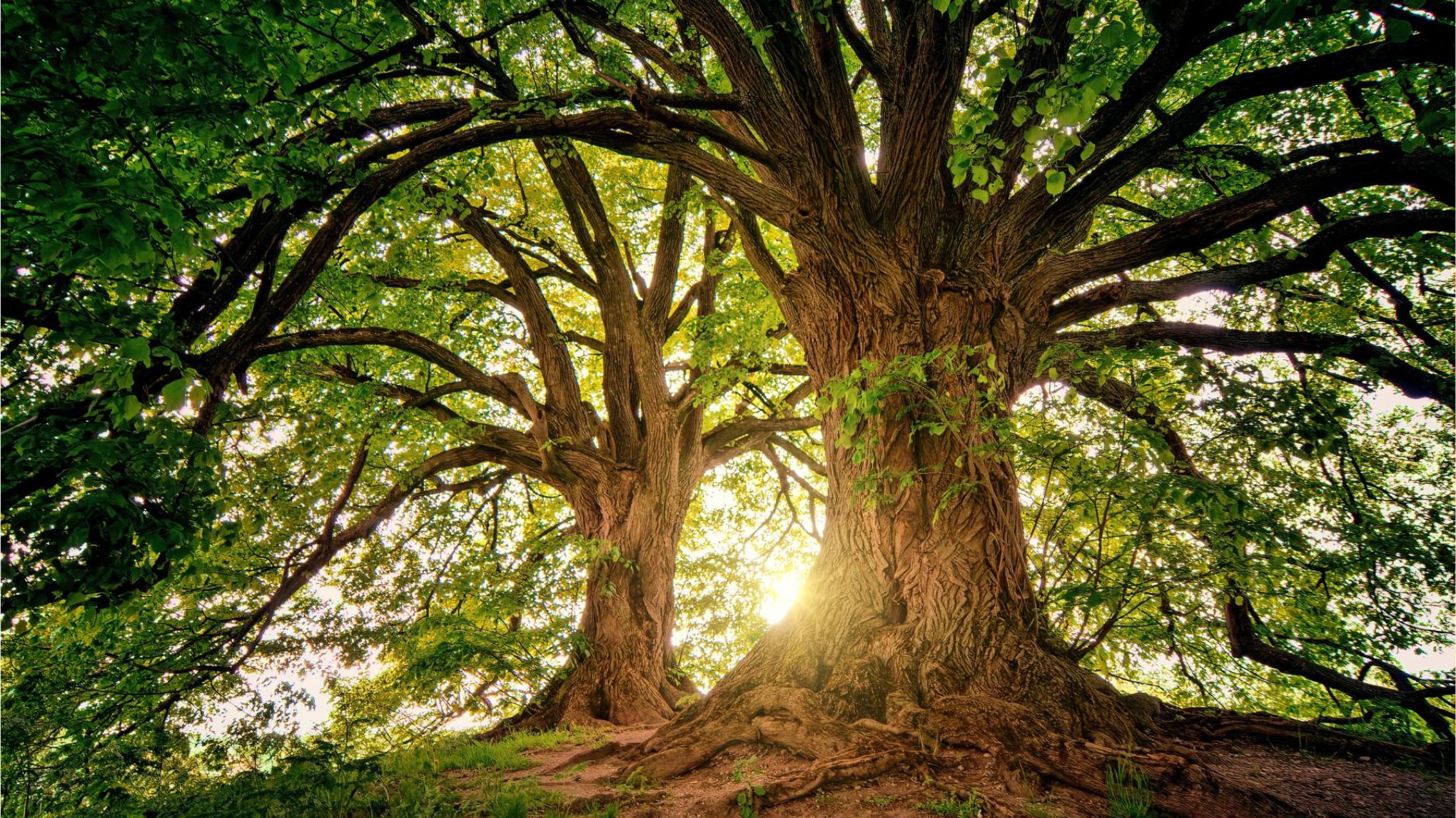 Start Ahnenzyklus 2024: Reise zum Baum der Seelen (geführte Meditation)