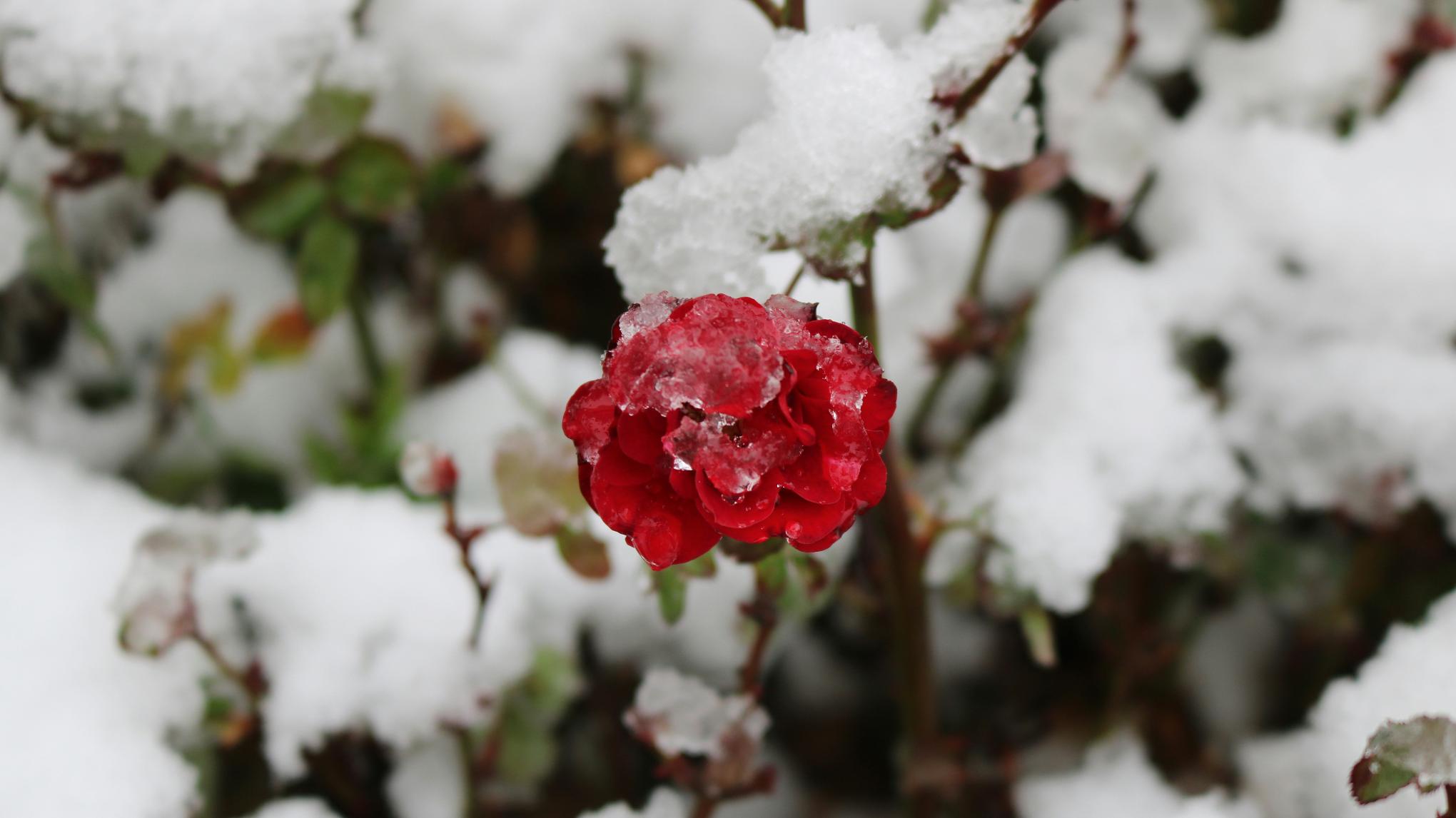 Cacao & Embodied Yin "Winterblüte ~ Neubeginn"