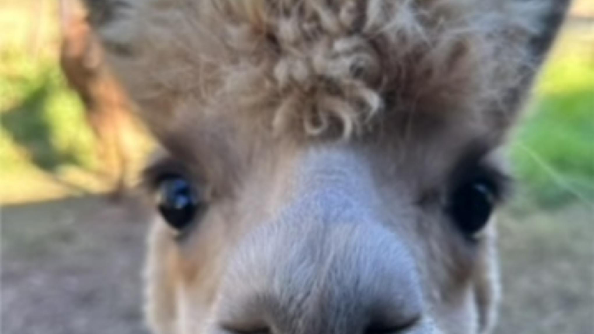 Yoga with Alpacas