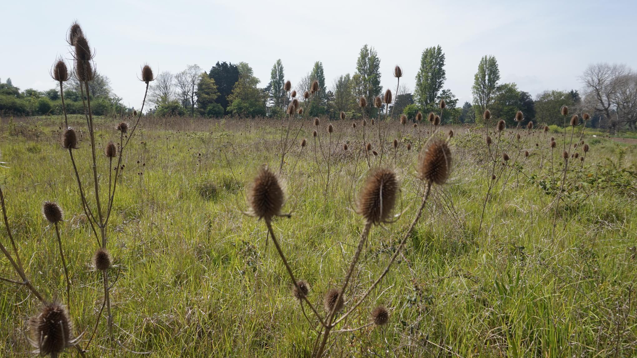 A Gentle Walk in the Woods - Wander & Unwind - FREE